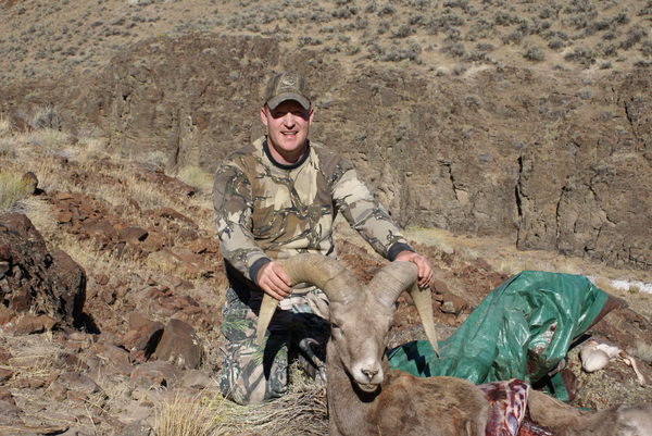 california bighorn sheep