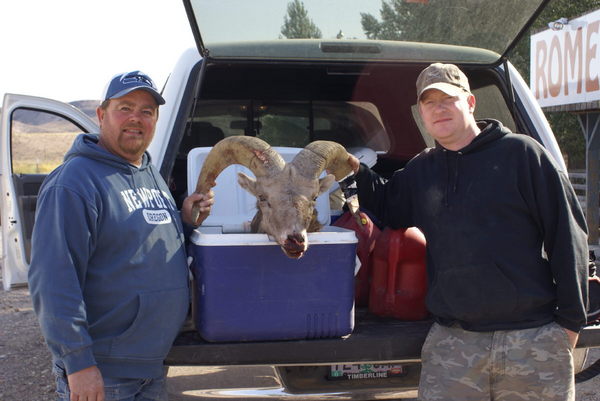 california bighorn sheep