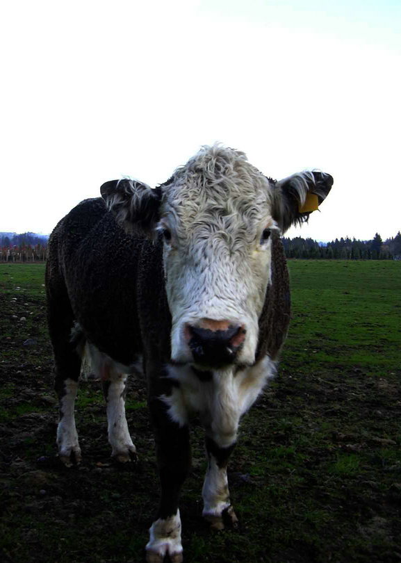 moo