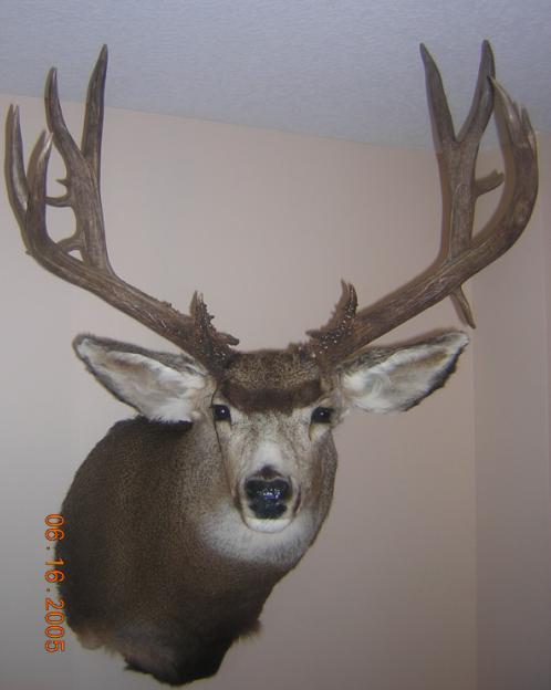 2004 CO buck