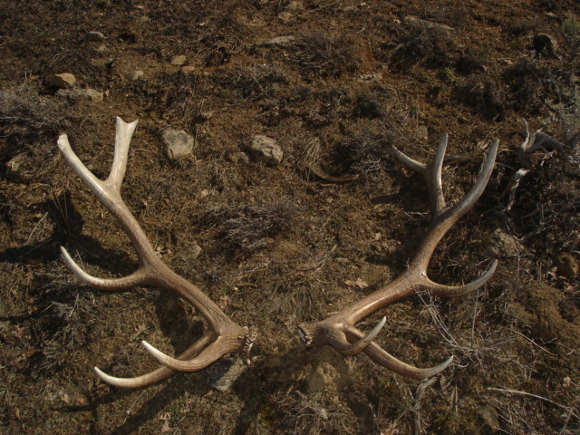 First brown elk set of the year.