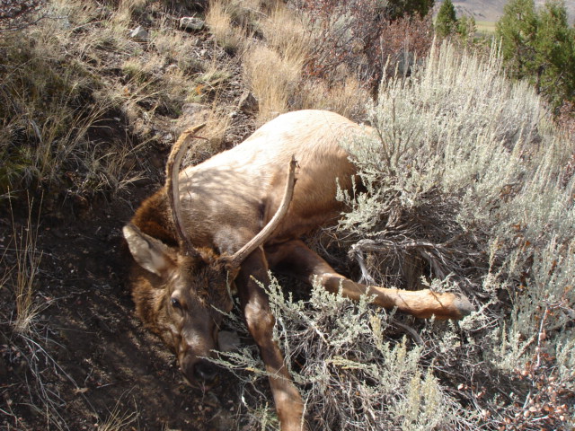 Elk hunt 2007.