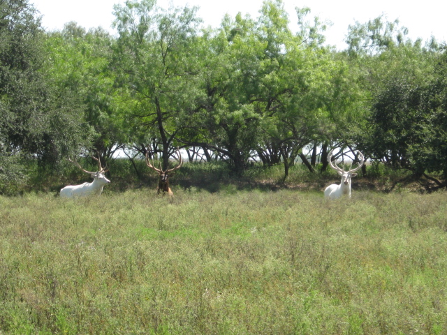 Albino Bulls