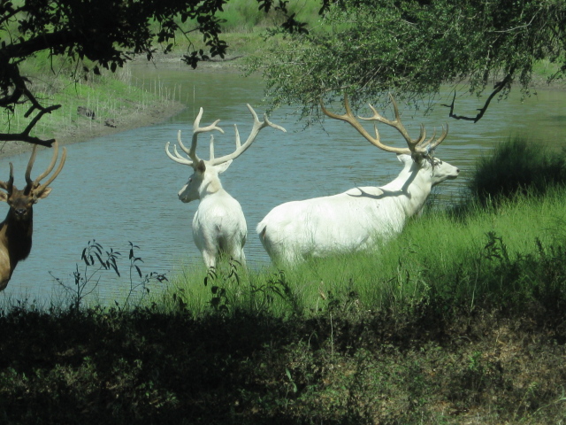 Albino Bulls