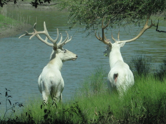 Albino Bulls