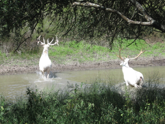 Albino Bulls