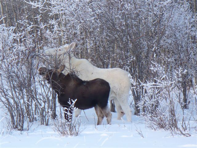 White moose