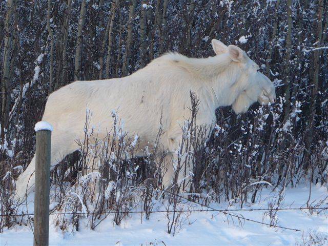 White moose