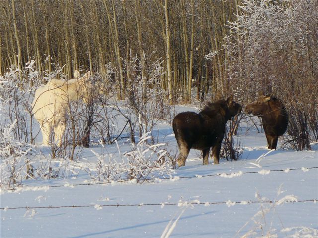 White moose