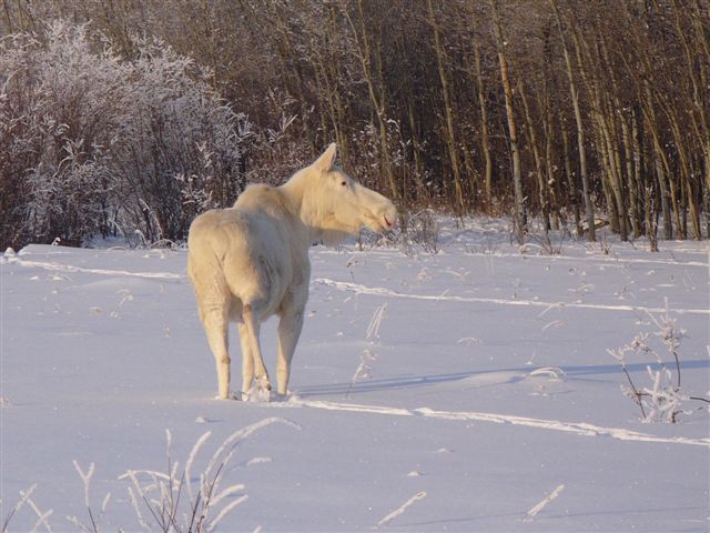 White moose