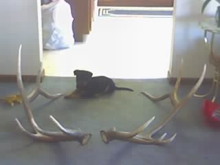 My antler dog