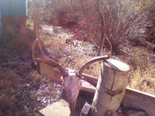 heres my buck ready to be European- fide lol