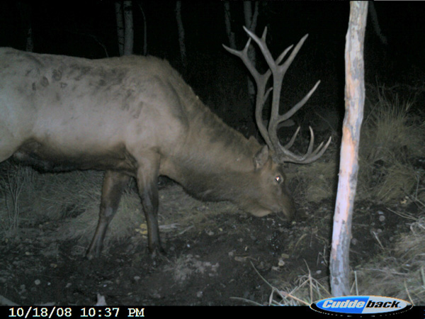 Re: 08 Trail Cam