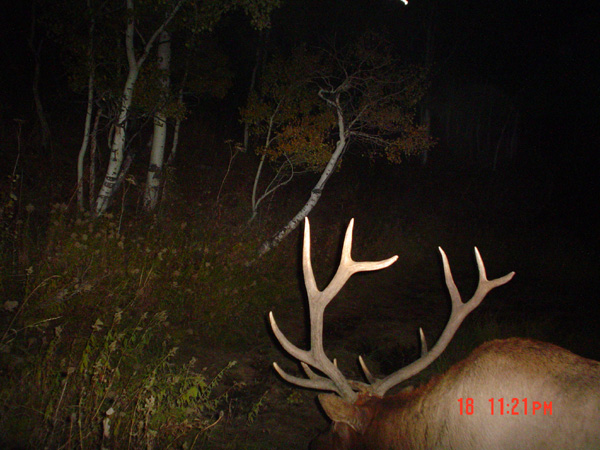 Re: 08 Trail Cam