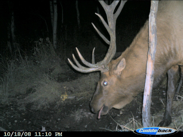 Re: 08 Trail Cam