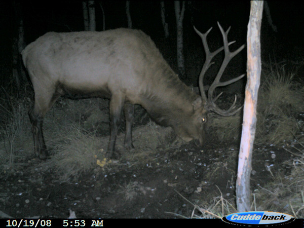 Re: 08 Trail Cam