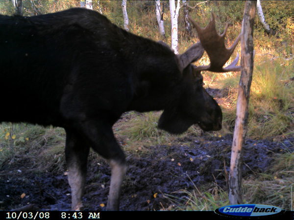 Re: 08 Trail Cam