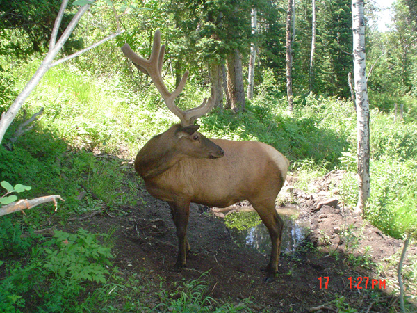 Re: 08 Trail Cam