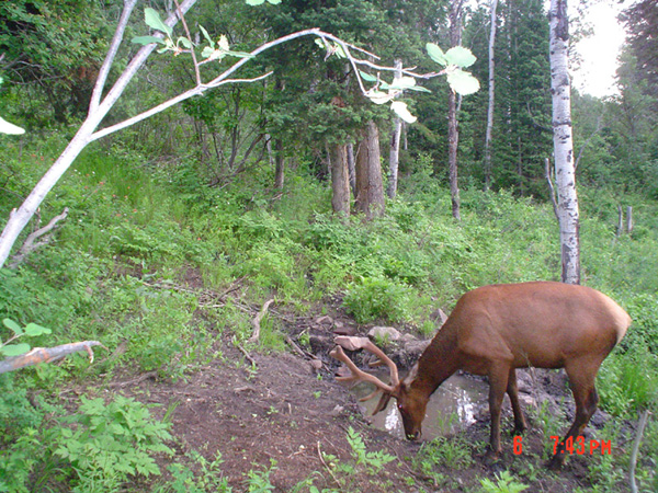 08 Trail Cam