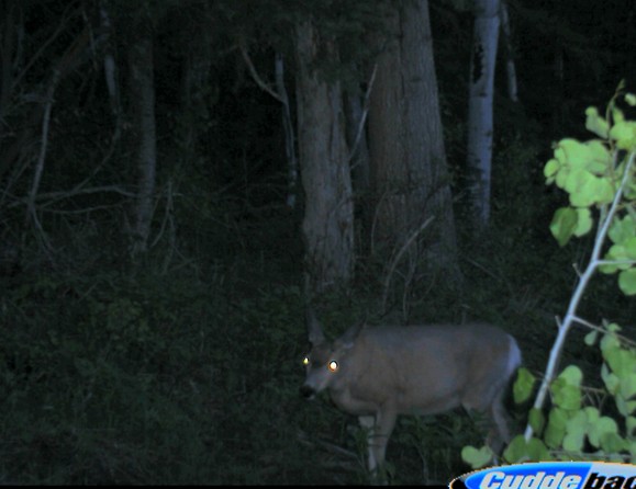 Early Season Critters