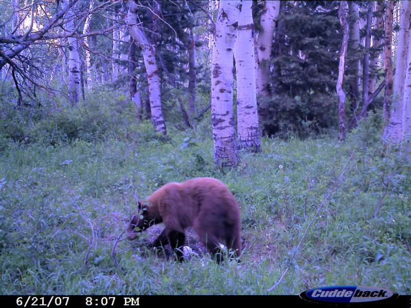 Re: Does anyone set a trail cam up for bears?