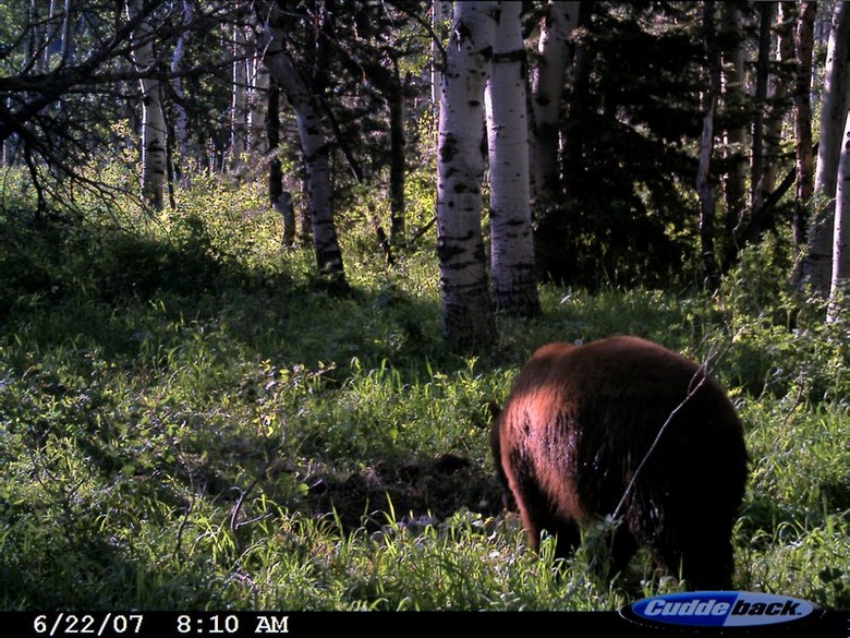 Re: Does anyone set a trail cam up for bears?