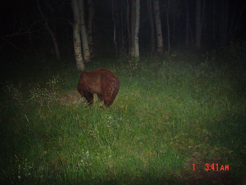 Re: Does anyone set a trail cam up for bears?