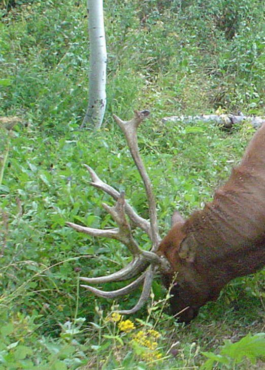 Re: 08 Trail Cam