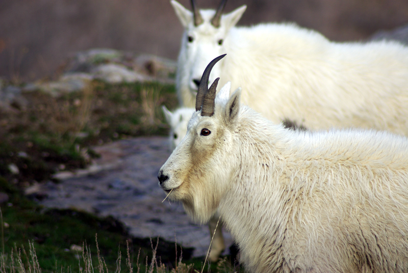 A few Goats from this morning.