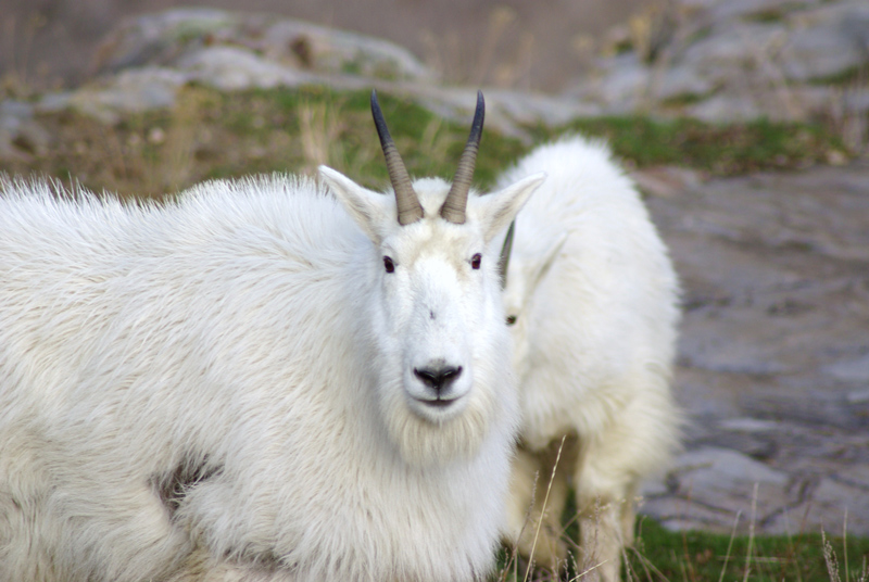 A few Goats from this morning.