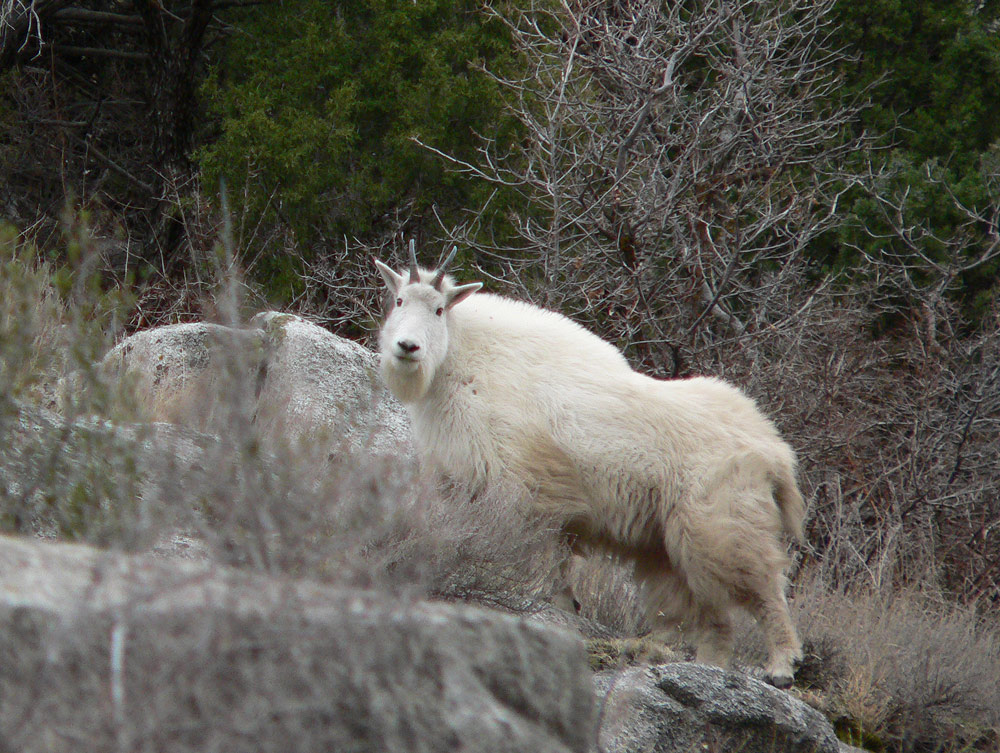 No Deer But Found Goats