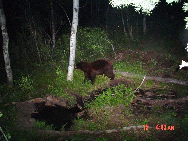 2nd go around Trailcam pics