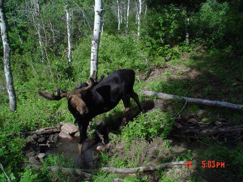 2nd go around Trailcam pics