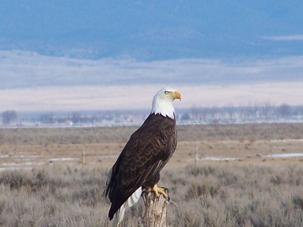 bald eagle