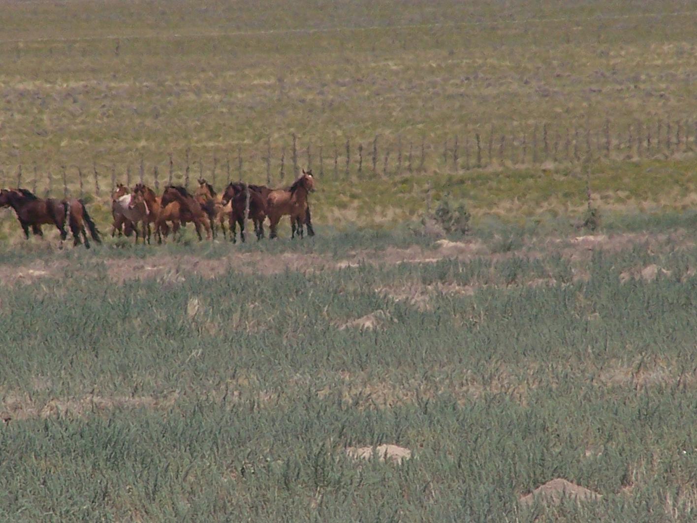 rest of the horses lookin on in curiosity