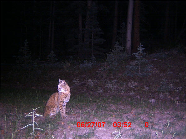 Beginners luck? Bobcat and bear