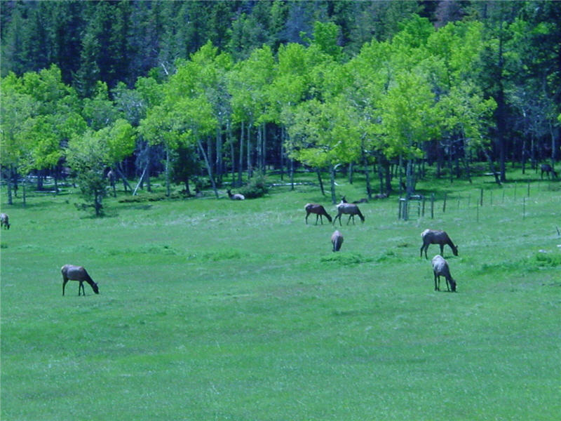 How is your elk eye?