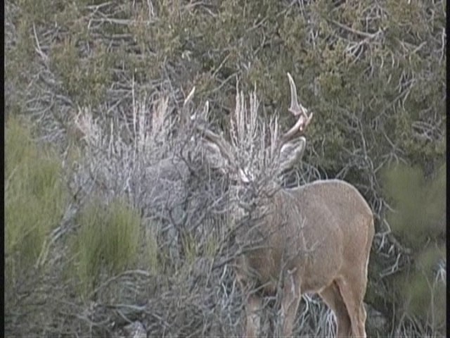 Cool Looking Buck