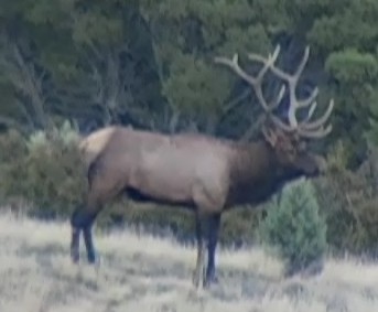 my 2006 muzzleloader bull