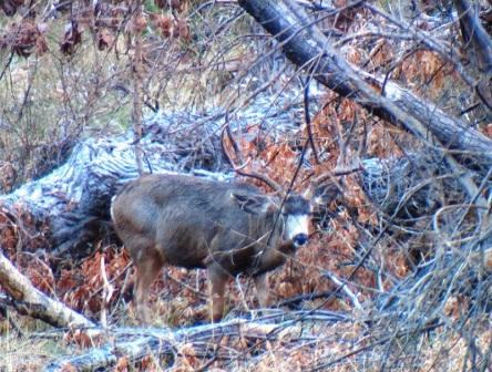 Great Buck Through The Maples