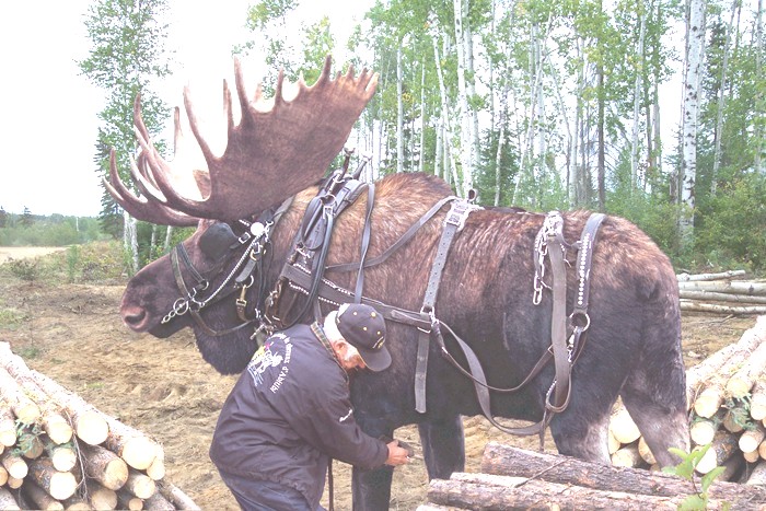 Canadian Horse