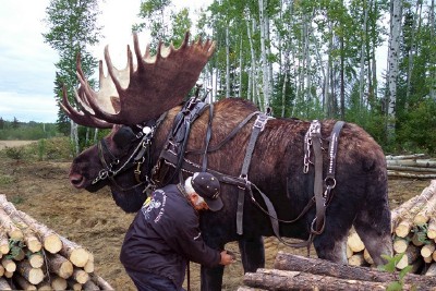 Moose logging