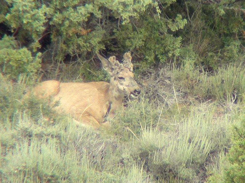 cool cactus buck