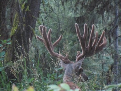 Giant Idaho buck in town!!!