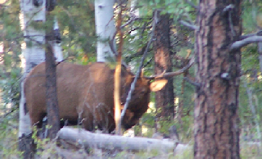 Lil bull raking a tree