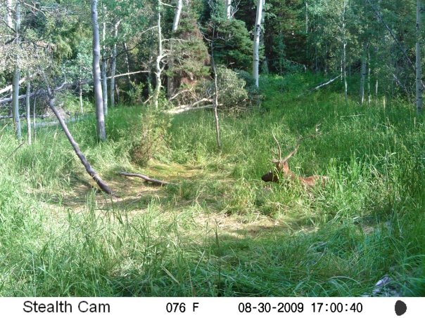 My first trail camera pics