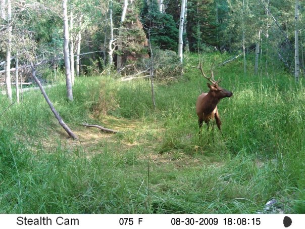 My first trail camera pics