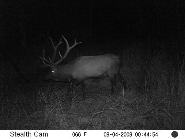 My first trail camera pics