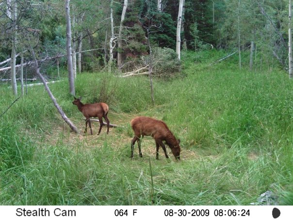 My first trail camera pics