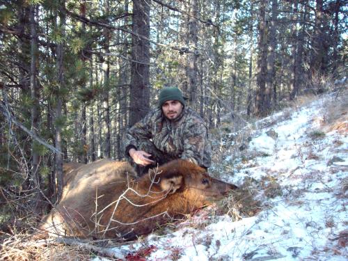 Show me dead elk pics